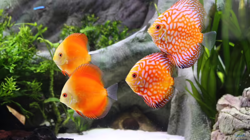 Diskus ´Red Melon´ und ´Checkerboard´d von Wabi (27)