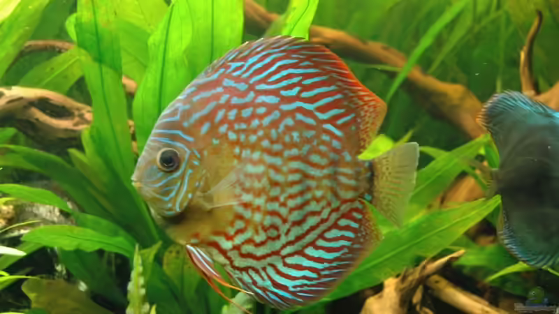 Diskus Red Scribbelt von Stephan Hansmann (18)