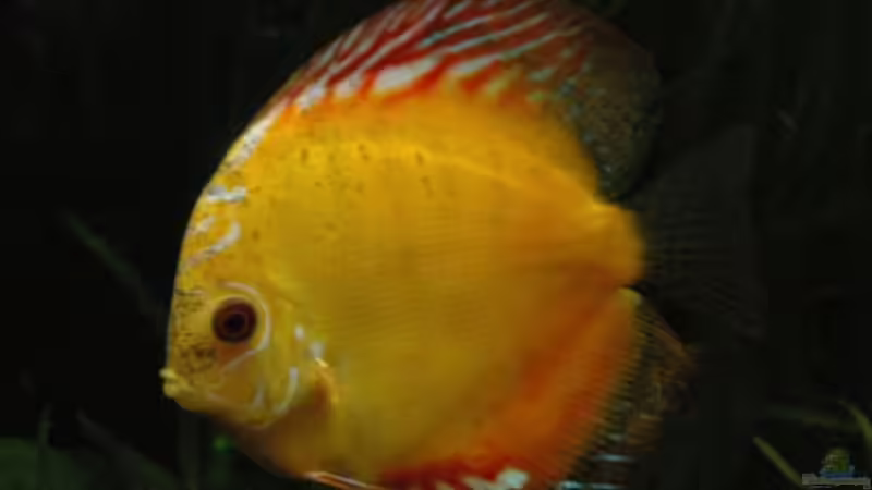 Diskus Redgolden Dream  ???White Patched???  von Stephan Hansmann (13)