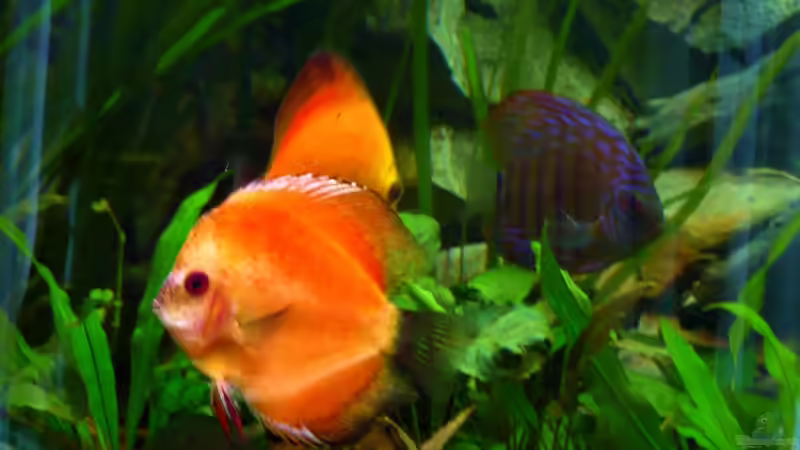 Diskus Schwarm 05.2008 von Tim Burow (31)