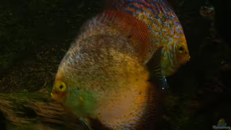 Diskus (scribble-red) Ein Prachtpärchen :) von @quarium Cologne (109)