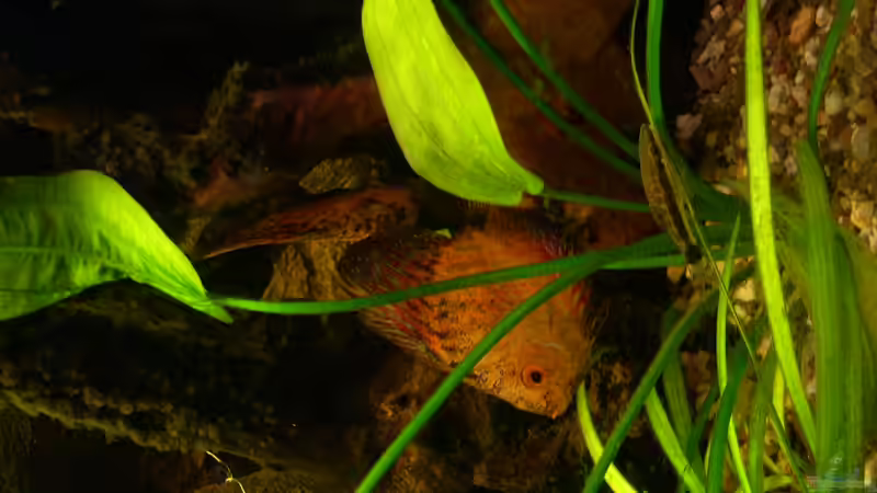 Diskus (scribble-red) von @quarium Cologne (92)