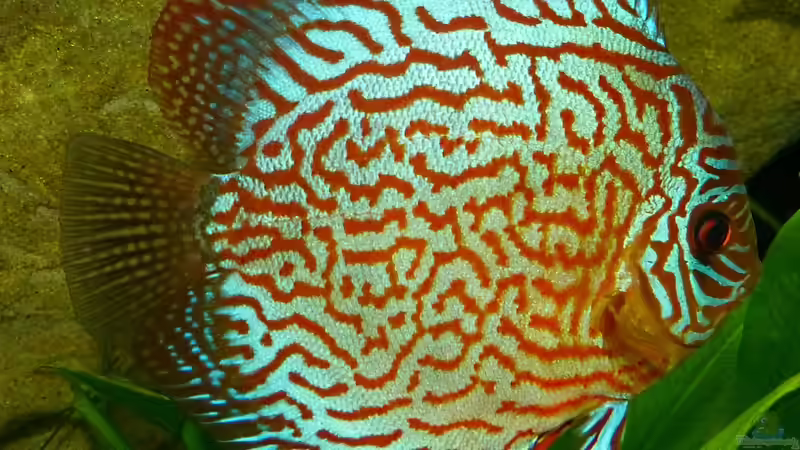 Diskus September/2014 von ~Marco~ (55)