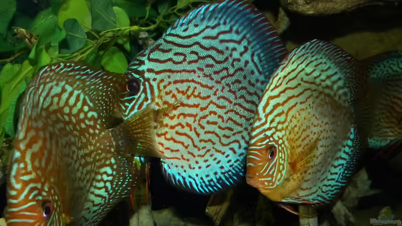 Diskus September/2014 von ~Marco~ (57)