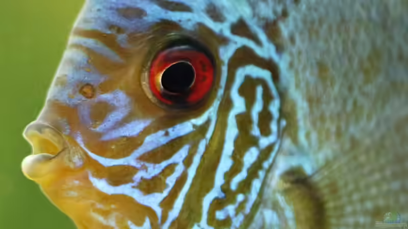 Diskus Snake Skin Blau 12/09/2015 von Phil Cave (87)