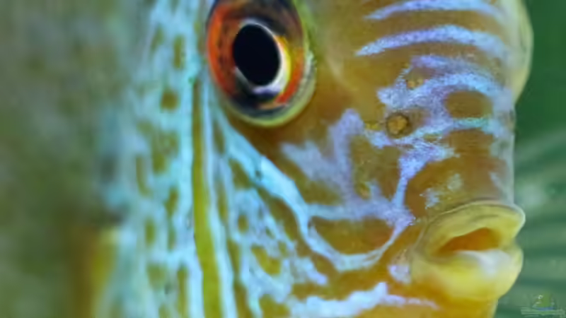 Diskus Snake Skin Blau 12/09/2015 von Phil Cave (88)