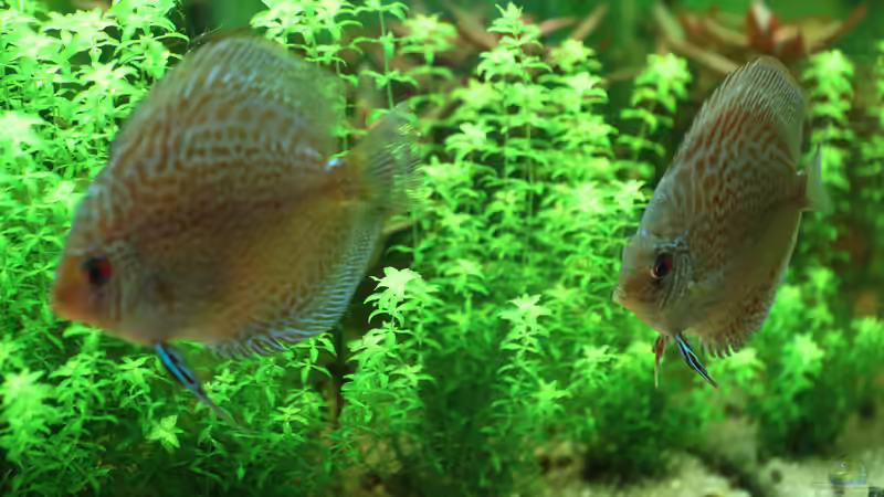 Diskus Snake Skin Blau 8 cm von Phil Cave (55)