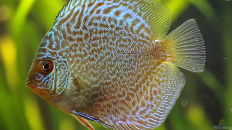 Diskus Snake Skin Blau 8 cm von Phil Cave (56)