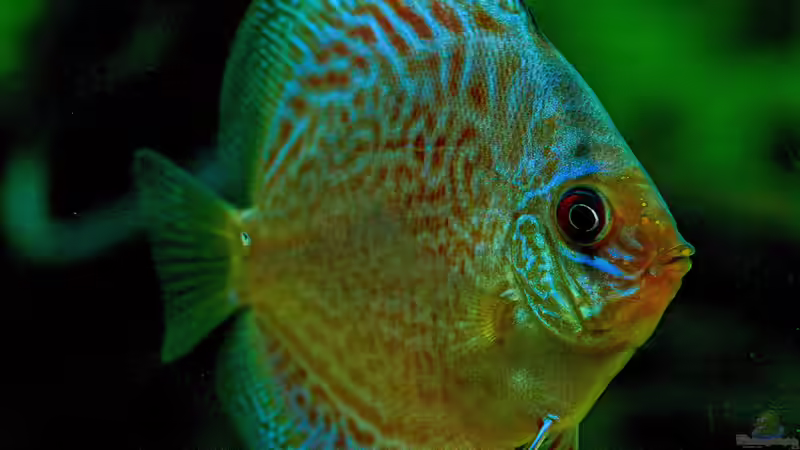 Diskus Snake Skin Blau 8 cm von Phil Cave (57)