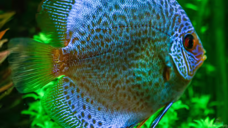 Diskus Snake Skin Blau (W) 30/08/2015 von Phil Cave (84)