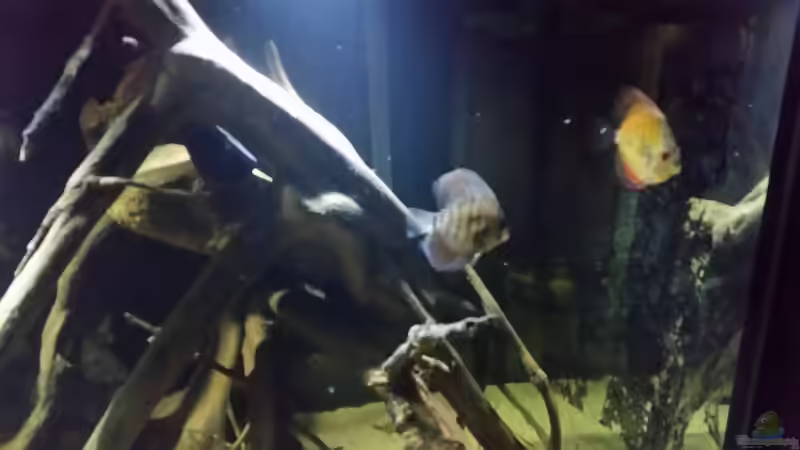 Diskus (Symphysodon aequifasciatus) von Bernd N. (41)