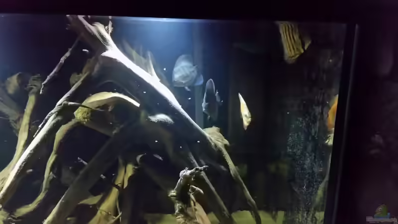 Diskus (Symphysodon aequifasciatus) von Bernd N. (43)