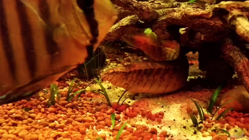 Diskus und Aal von snooze (29)