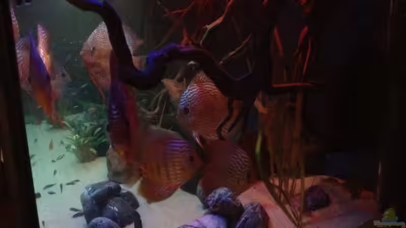 Diskus und Co. von Diskusi (1)