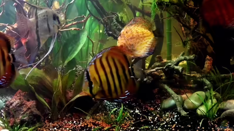 Diskus und Peru Skalar von snooze (57)