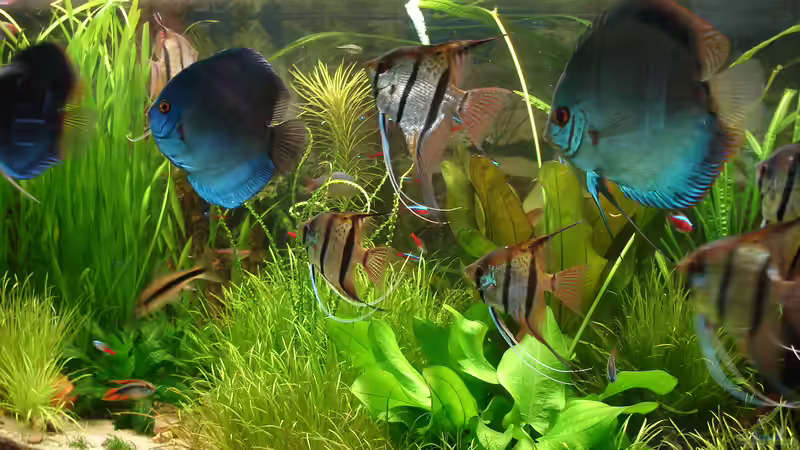 Diskus und Skalare von Grünhexe (4)