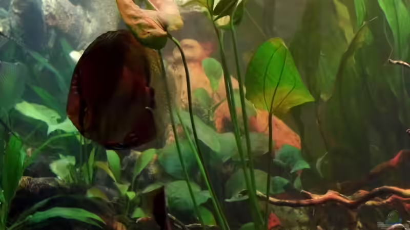 Diskus unter Froschlöffel von snooze (61)