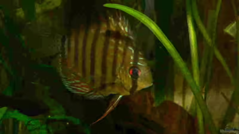 Diskus von Bastian Tüxen (8)