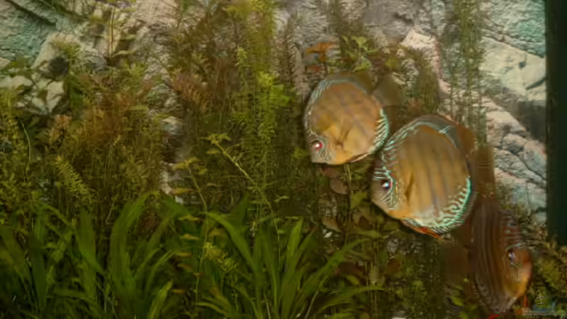 Diskus von Helmut Eckardt (1)