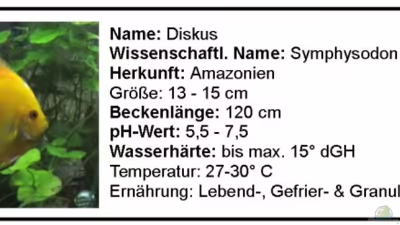 Diskus von Hobytomy (18)