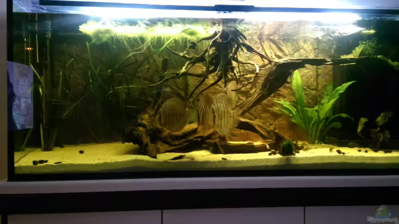 Diskus von Ottche (42)