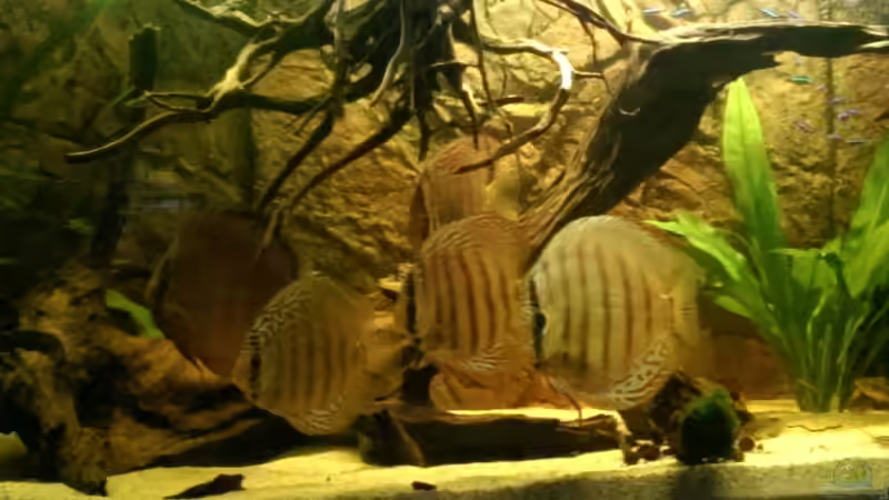 Diskus von Ottche (44)