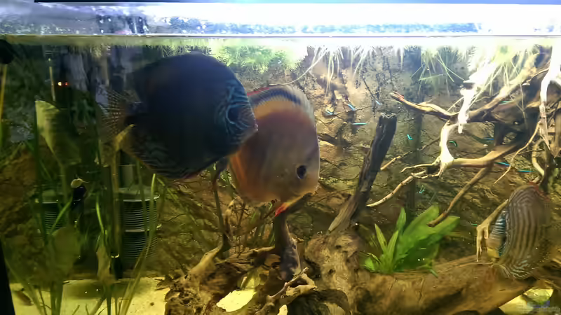 Diskus von Ottche (48)