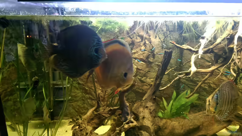 Diskus von Ottche (49)