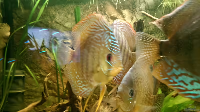 Diskus von Ottche (57)