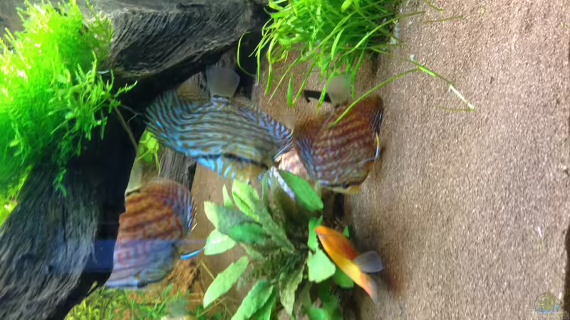 Diskus von ronnsch (33)