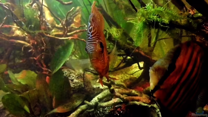 Diskus von snooze (59)