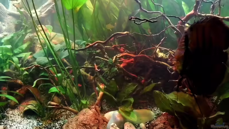 Diskus von snooze (60)