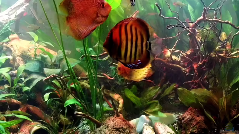 Diskus von snooze (63)