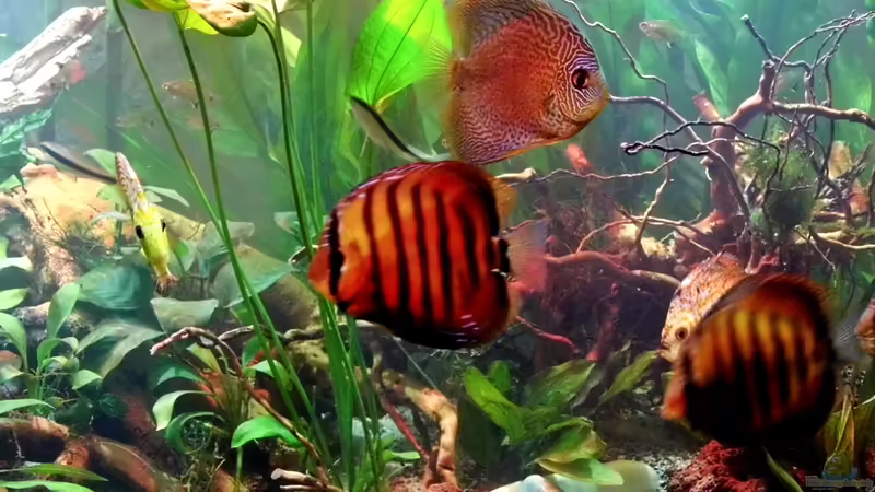 Diskus von snooze (64)