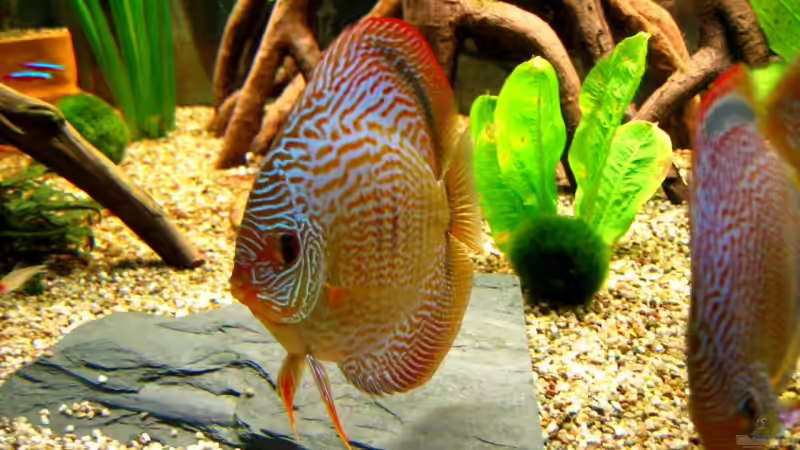 Diskus von Thomas Krahmer (17)