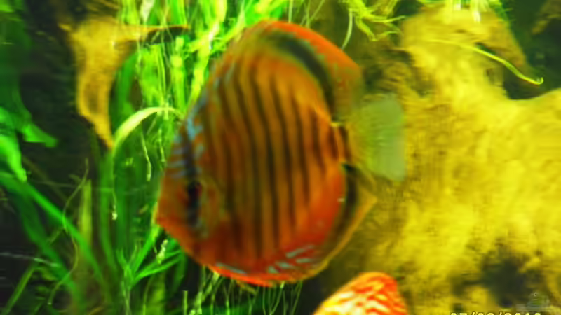 Diskus von Ulrich Sauerhering (78)