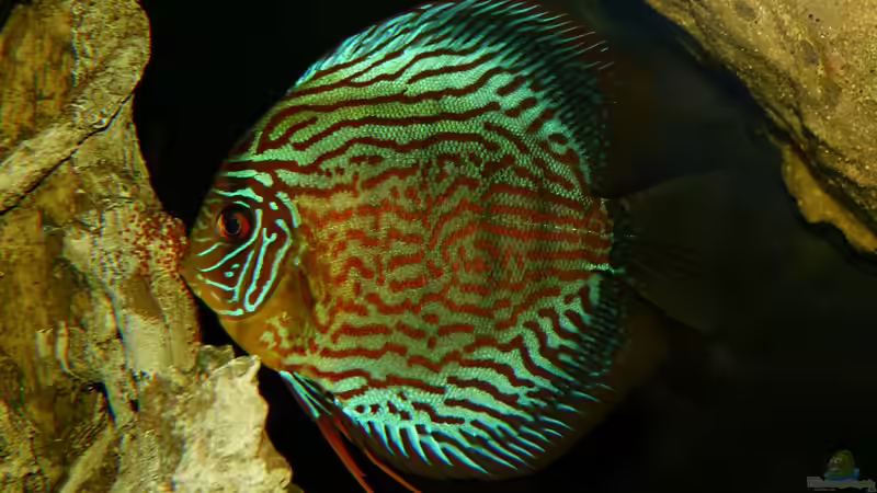 Diskus Weibchem bei der Betreuung eines Geleges 04.08.14 von ~Marco~ (60)