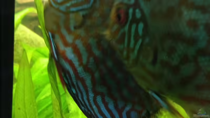 Diskus Weibchen beim ablaichen  von linlan (38)