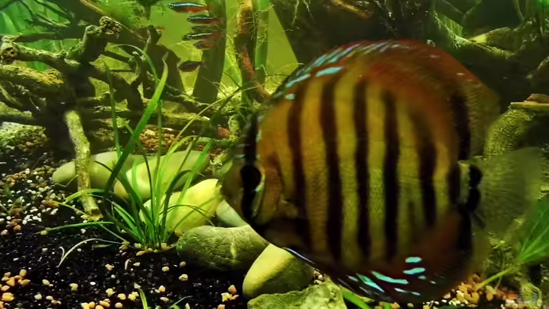 Diskus Weibchen von snooze (50)