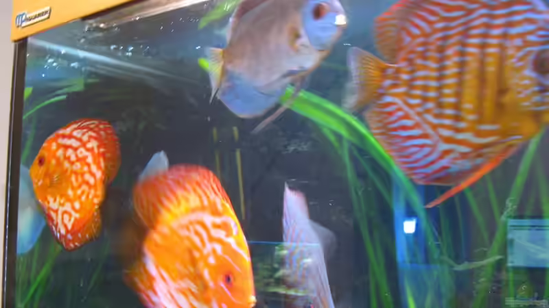 Diskus1 von Markus Kuhn (6)