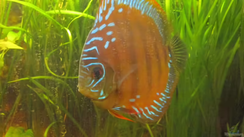 Diskus10 von maxarl (31)