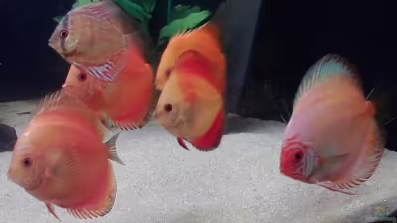 Diskus2 von Ich bins Volker (4)