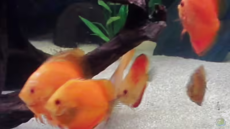 Diskus3 von Ich bins Volker (5)