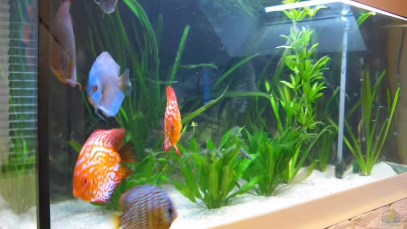 Diskus3 von Markus Kuhn (8)