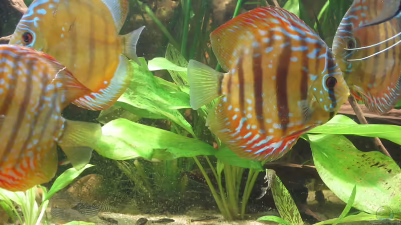 Diskus4 von maxarl (33)