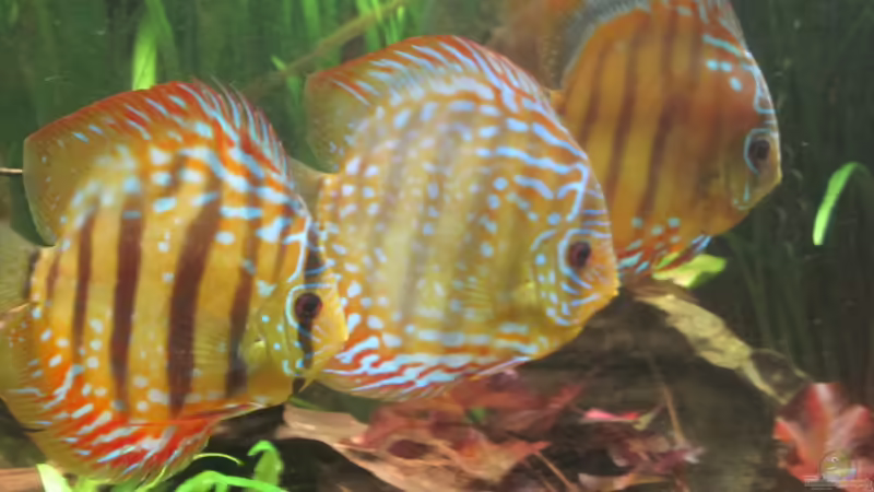 Diskus5 von maxarl (29)