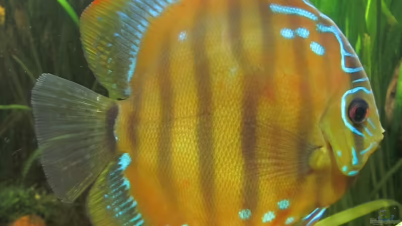 Diskus6 von maxarl (30)