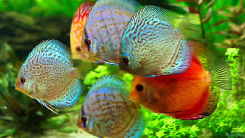 Diskusbande 19/06/2015 von Phil Cave (74)