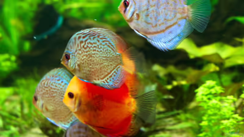 Diskusbande 19/06/2015 von Phil Cave (76)