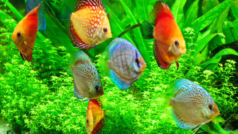 Diskusbande 19/06/2015 von Phil Cave (77)